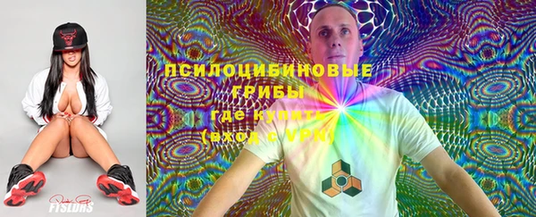 прущие грибы Надым